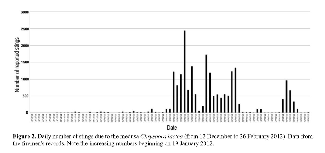 旗口クラゲ目の一種 Chrysaora lactea にブラジルで刺された人　Antonio et al., 2014